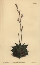 Haworthia mirabilis (Aloe mirabilis)