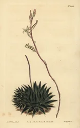 Haworthia pumila o Tulista pumila (Aloe arachnoides pumila)