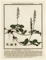 Veronica officinale, Veronica officinalis