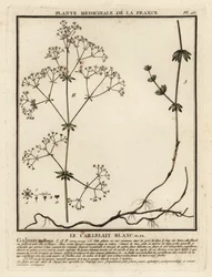 Galium mollugo