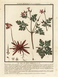 Geranio di San Roberto, Geranium robertianum