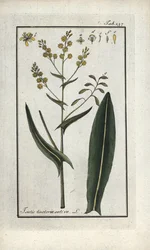 Erba di San Filippo (Isatis tinctoria sativa). Litografia da 