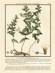Erba della grazia, Gratiola officinalis