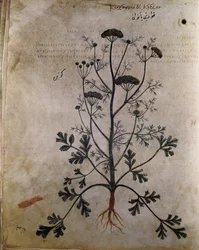 Erbari Coriandolo
