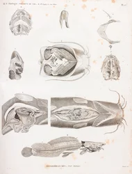 Heterobranchi, dettagli anatomici
