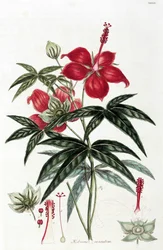 Ibisco