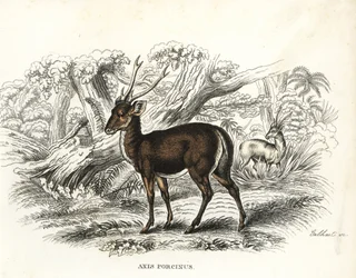 Cervo porcinus, Axis porcinus, in pericolo. Litografia colorata a mano di Gebhart dalla 
