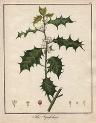 Agrifoglio (incisione colorata)