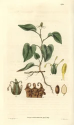 Houttuynia ha fiori bianchi, con dettagli di frutti, pistillo e stami. Varietà nativa dell