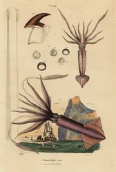 Calamaro Humboldt, Dosidicus gigas, e calamaro volante europeo, Todarodes sagittatus