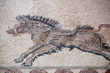 Scena di caccia: Un cinghiale - Mosaici di Paphos, Casa di Dioniso - Fine del II secolo d.C. - Cipro - Scena di caccia: Cinghiale in movimento - Mosaici di Paphos, Casa di Dioniso - Fine del II secolo d.C. - Sito UNESCO, Cipro