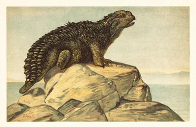 Hylaeosaurus armatus, dinosauro erbivoro estinto. 1908 (litografia)