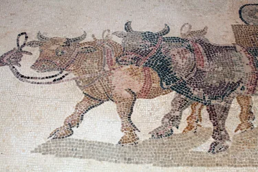 (dettaglio) Buoi e carro di Icario dal pannello che raffigura il momento appena prima della tragedia della morte di Icario dopo che Dioniso gli ha insegnato a coltivare il vino - Mosaici di Paphos, Casa di Dioniso, III secolo d.C. - Cipro
