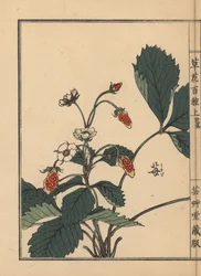 Ichigo o fragola, Fragaria ananassa. Incisione a mano colorata su blocco di legno di Kono Bairei dal libro Kusa Bana Hyakushu (Cento varietà di fiori), Tokyo, Yamada