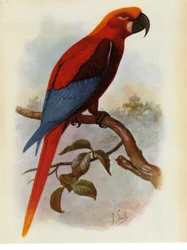 Illustrazione di Ara grossei, Pappagallo giamaicano