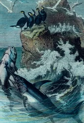 Illustrazione di un tonno