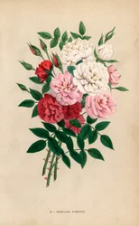 Rose a bottone indiane, pompon del Bengala, ibridi di Rosa chinensis. Cromolitografia disegnata e litografata da F. Grobon da Les Roses di Hippolyte Jamain e Eugene Forney, Parigi, J. Rothschild