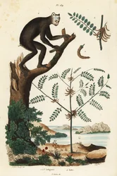 Pianta di indaco, Indigofera atropurpurea, e indri o babakoto, Indri indri, lemure in pericolo critico