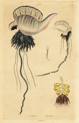 Caravella portoghese indo-pacifica, Physalia utriculus 1, caravella delle Azzorre, Physalia physalis 2, e zoofito sifonoforo, Physsophora disticha 3