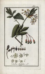 Sassofrasso albidum. Litografia da 