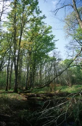 Italia, regione Lazio, Parco nazionale del Circeo, stagno nella Riserva della biosfera