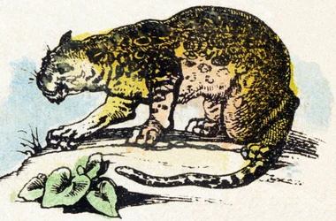 J - Giaguaro - Alfabeto - intrattenimento per bambini - Immagine epinal, serie popolare c.1890 (illustrazione)
