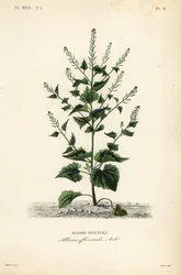 Alliaria, Alliaria petiolata