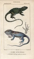 Jacky lashtail, Port Jackson agame, Amphibolurus muricatus, e Cape dwarf gecko, Cape anolis, Lygodactylus capensis. Incisione a mano colorata da Jussieu