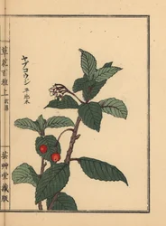 Ardisia giapponese o Chirimen marlberry, Ardisia japonica. Incisione a mano colorata su blocco di legno di Kono Bairei dal libro Kusa Bana Hyakushu (Cento varietà di fiori), Tokyo, Yamada