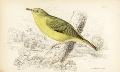 Occhio bianco di Giava, Zosterops flavus