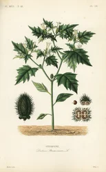 Stramonio