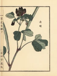 Ketsumei, senna cinese o sicklepod, Senna obtusifolia. Incisione a mano colorata su blocco di legno di Kono Bairei dal libro Kusa Bana Hyakushu (Cento varietà di fiori), Tokyo, Yamada