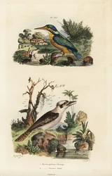 Martin pescatore, Alcedo atthis, e kookaburra ridente, Dacelo novaeguineae