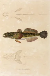 Ghiozzo knout, Mar Nero