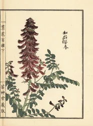 Kouka o kujin, Sophora flavescens. Radice usata nella medicina cinese come ku shen. Incisione xilografica colorata a mano di Kono Bairei da Kusa Bana Hyakushu (Cento varietà di fiori), Tokyo, Yamada