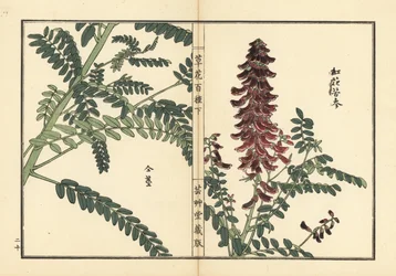 Kouka o kujin, Sophora flavescens. Radice usata nella medicina cinese come ku shen. Incisione a mano colorata su blocco di legno di Kono Bairei dal libro Kusa Bana Hyakushu (Cento varietà di fiori), Tokyo, Yamada
