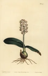 Lachenalia pallida (Lachenalia a foglie lucide, Lachenalia lucida)