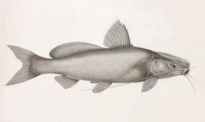 Il Bayad Docmac (dettaglio)
