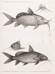 Il Pimelode Guemel e Il Pimelode Scheilan