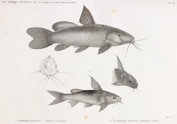 Il Pimelode Karafche e Il Pimelode Aboureal