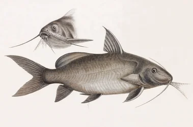 Il Pimelode Scheilan