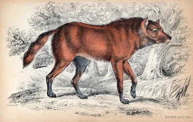Lupo dalla criniera (litografia)