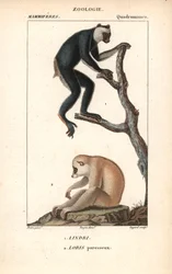 Lemurien indri indri e loris pigro - Litografia, illustrazione di Jean Gabriel Pretre, edita da Pierre Jean Francois Turpin, estratta dal “dizionario delle scienze naturali” di Frederic Cuvier, Parigi, Francia
