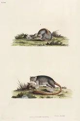 Lemuri
