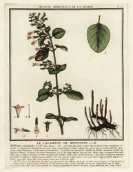 Nepetella, Clinopodium nepeta