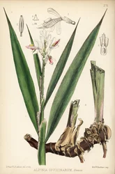 Galanga minore, Alpinia officinarum. Litografia colorata a mano di Hanhart da un