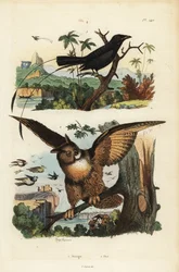 Drongo codaracchetta minore, Dicrurus remifer, e gufo reale, Bubo bubo