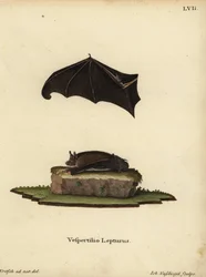 Pipistrello sacco minore, Saccopteryx leptura. Vespertilio lepturus. Incisione a mano colorata su rame di Johann Nussbiegel dopo un