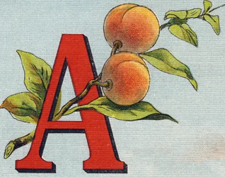 Lettera A: albicocca. Incisione in "Alphabet de ma petite fille". Bernardin-Bechet e Fils, librai-editori, Parigi, circa 1895. Album infrangibile su tela. Bibliothèque des Bebes.
