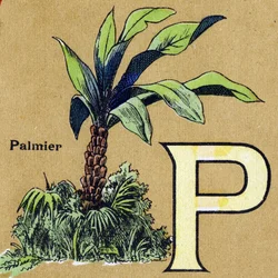 Lettera P come palma. Alfabeto illustrato. Immagini riunite a Jarville-Nancy, inizio del XX secolo.